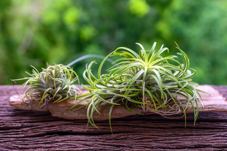 Air plants